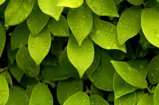 雨中的茶