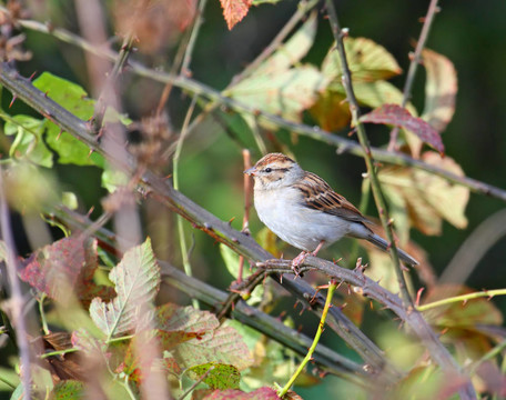 削Sparrow