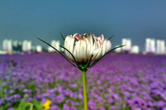 花海一朵花