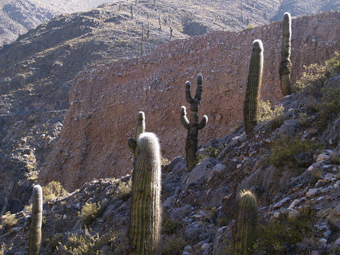 阿根廷；胡胡伊阿根廷也；