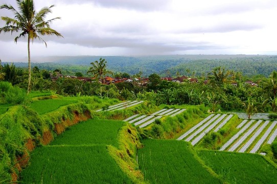 Rice Paddy Fields；巴厘