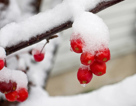第一場(chǎng)雪