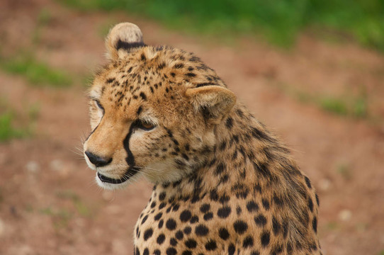 獵豹