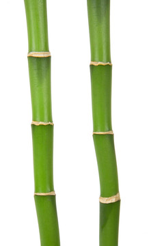 竹