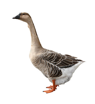 鵝