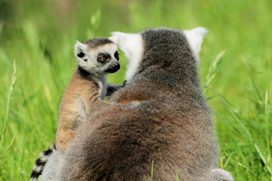 baby Lemur和母親