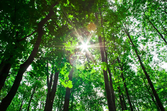 森林里的太陽