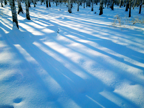 冬季積雪白樺林樹影