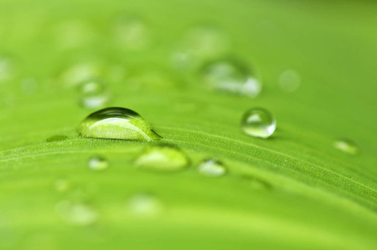 雨滴綠葉背景