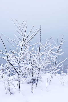 樹(shù)上的積雪