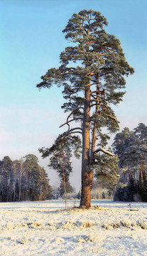 單一的松樹在雪場