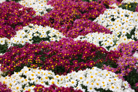 camomiles