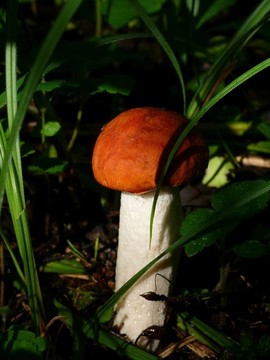 楊樹菇。木蘑菇。