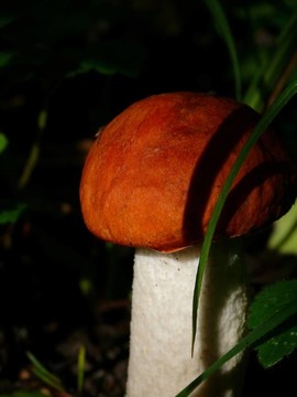 楊樹(shù)菇。木蘑菇。