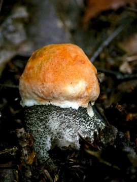 楊樹菇。木蘑菇。