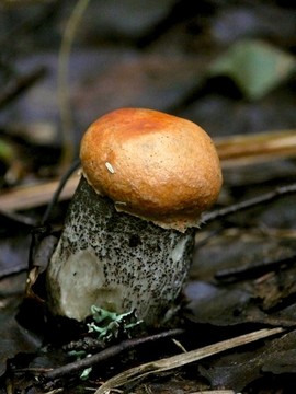 楊樹菇。木蘑菇。