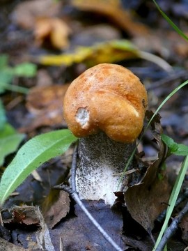 楊樹菇。木蘑菇。