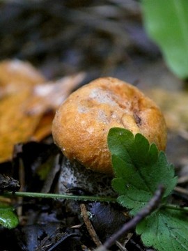 楊樹菇。木蘑菇。