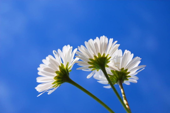 藍色天空下的菊花