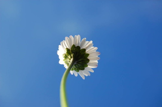 藍(lán)色天空下的菊花