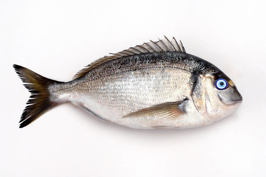 幸運的魚