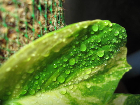 金錢植物的葉子