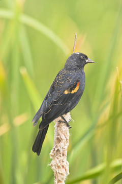 紅翅黑鳥