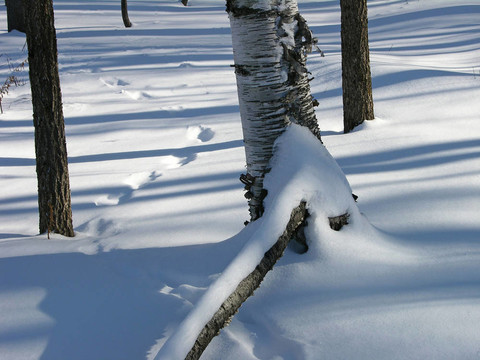 雪中的痕跡
