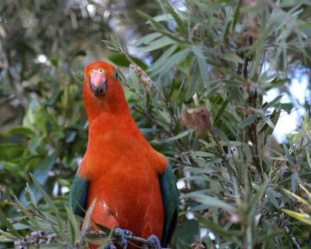 澳大利亞的parrot Alisterus scapularis王