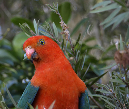 澳大利亞的parrot Alisterus scapularis王