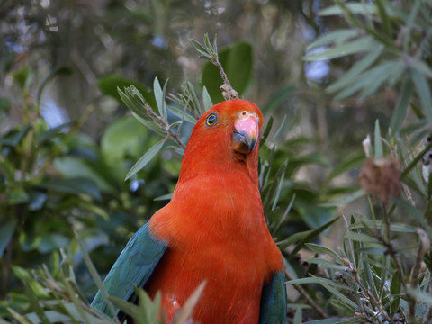 澳大利亞的parrot Alisterus scapularis王