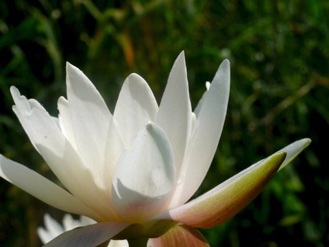 白色的睡蓮。一種花。