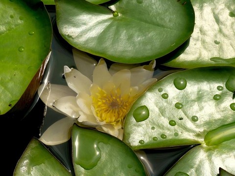 白色的睡蓮。一種花。