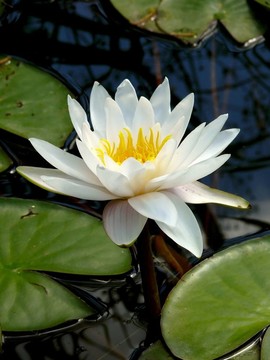 白色的睡蓮。一種花。