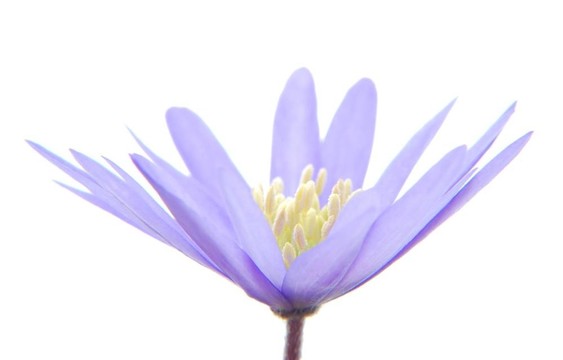 藍(lán)色的海葵