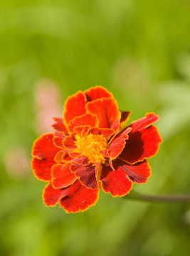 紅色的花