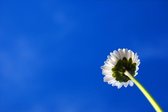 藍(lán)色天空下的菊花
