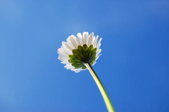 藍(lán)色天空下的菊花