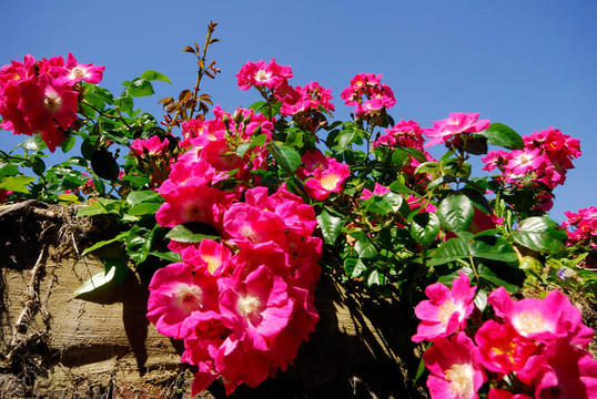 狗薔薇