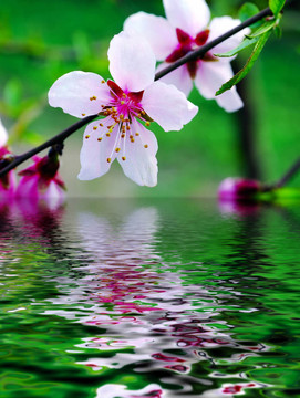 梨花