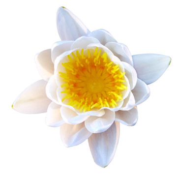 孤立的蓮花