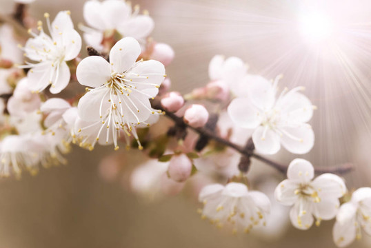 日本的櫻花樹(shù)