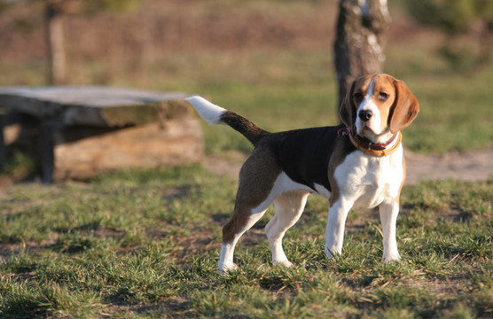 比格犬