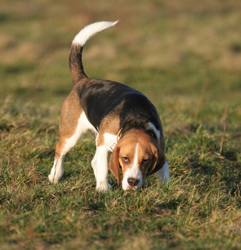 比格犬