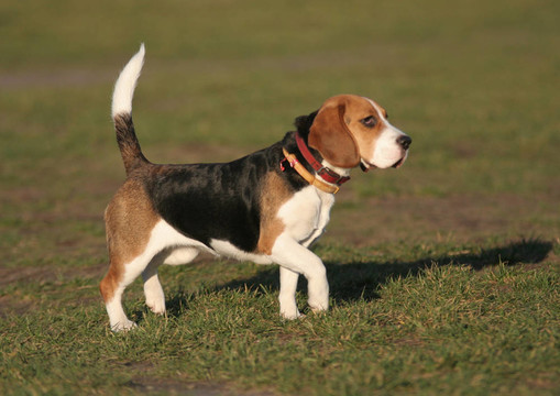 比格犬