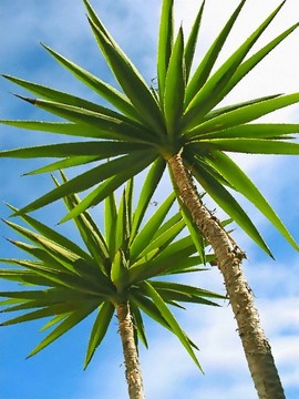 棕櫚trees1