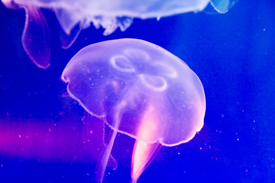彩色水母