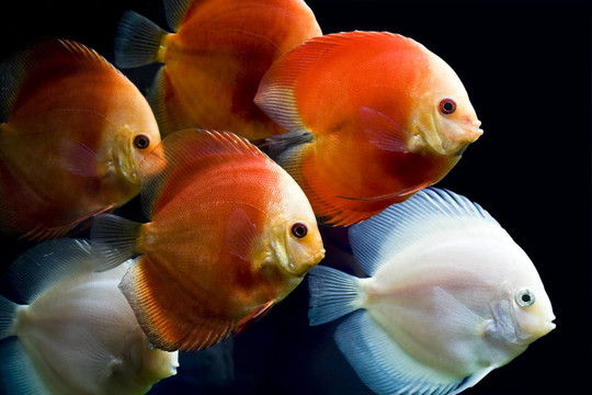 五顏六色的魚