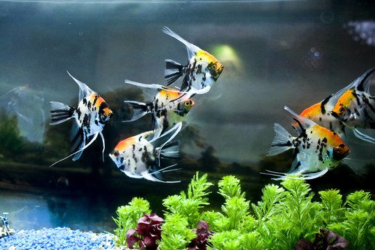 五顏六色的魚