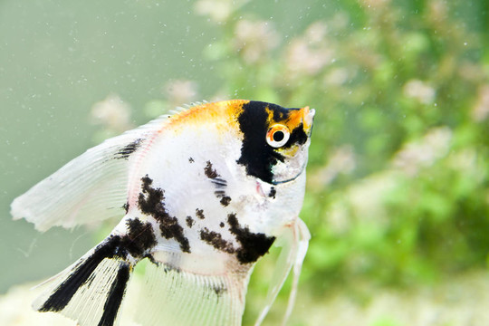 五顏六色的魚